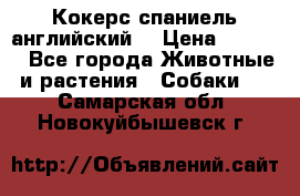 Кокерс спаниель английский  › Цена ­ 4 500 - Все города Животные и растения » Собаки   . Самарская обл.,Новокуйбышевск г.